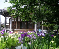 Jokoji Temple Belfry and Iris Garden
