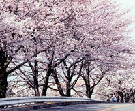 寺池公园周围的樱花大道