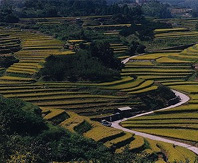Shimoakasaka Terraced Rice Fields