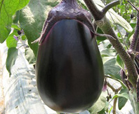 Senshu Eggplant