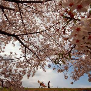 人力車と桜（撮影地：枚方市　天野川）