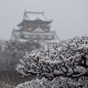 雪の白梅と大阪城（撮影地：大阪城）