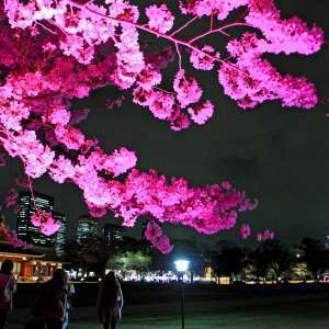 花の宴（撮影地：大阪城）