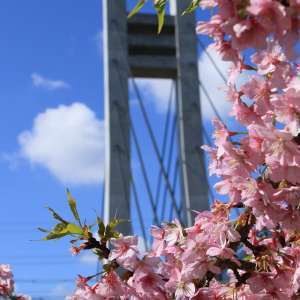 桜の美月橋（撮影地：山田池公園）