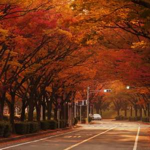 けやき通りの紅葉（撮影地：香里団地）