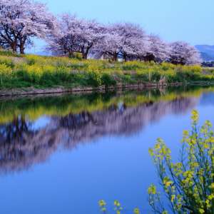 癒しの春（撮影地：男里川付近）