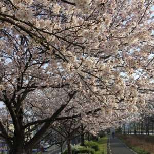 １マイルの桜（撮影地：石川サイクル橋付近）