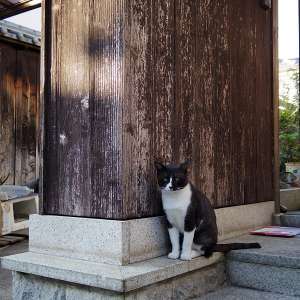 街角の猫（撮影地：富田林寺内町）