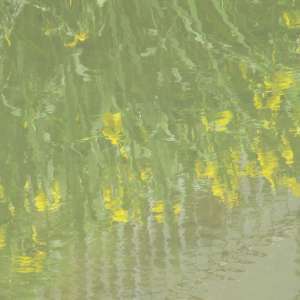 初谷川の黄しょうぶの水中花