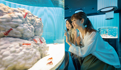 NIFREL（ニフレル）