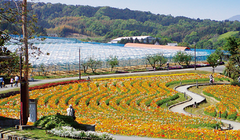富田林市農業公園サバーファーム