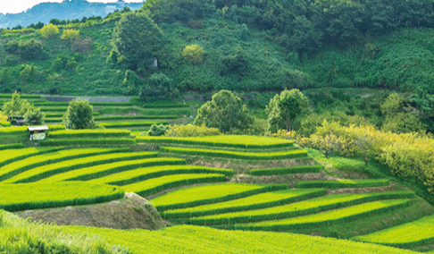 下赤阪の棚田