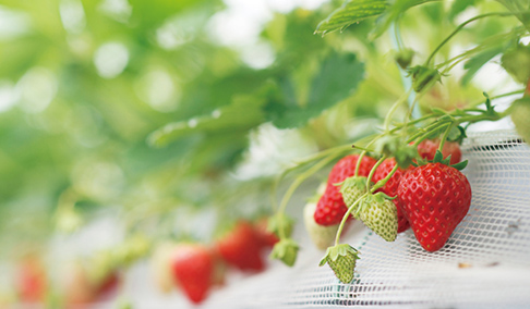 いずみ小川 いちご農園（いちご狩り）